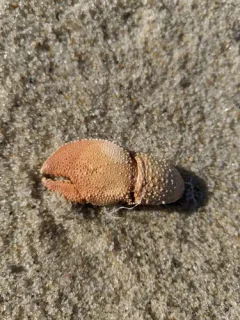 Flat-clawed Hermit Crab thumbnail 4