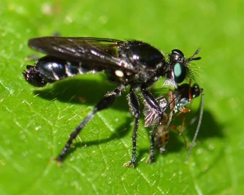 Laphria franciscana