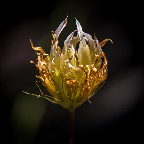 Long-stalked Clover