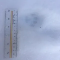 Domestic Cat thumbnail 2