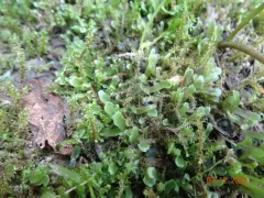Apopellia alpicola thumbnail 3