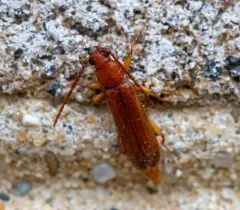 Flat Oak Borer thumbnail 1