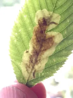 Hophornbeam Blotchminer thumbnail 2
