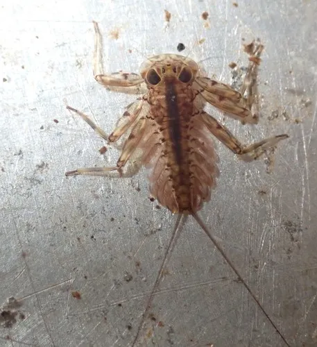 Epeorus longimanus