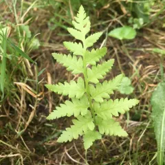 crested wood fern thumbnail 2