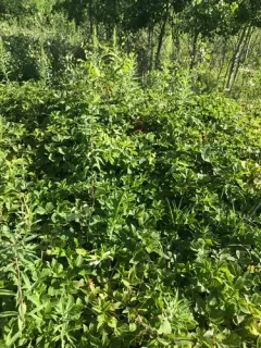Wheeler's Blackberry thumbnail 3