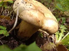 Paxillus vernalis thumbnail 2
