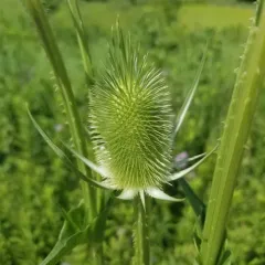 cutleaf teasel thumbnail 3