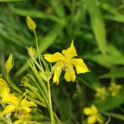 narrow-leaved loosestrife