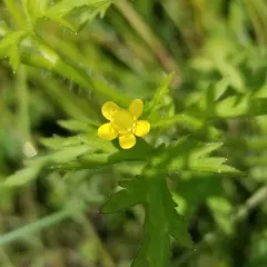 Bristly Crowfoot thumbnail 2