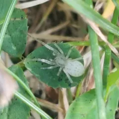 Long-legged Ghost Spider thumbnail 2
