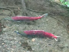 Saprolegnia parasitica thumbnail 3