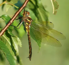 Plains Emerald thumbnail 2