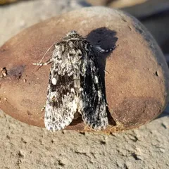 Lasionycta leucocycla thumbnail 2