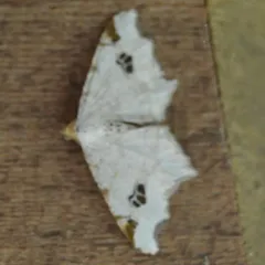 Birch Angle thumbnail 2