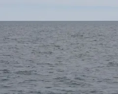 Leatherback Sea Turtle thumbnail 2