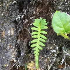 licorice fern thumbnail 4