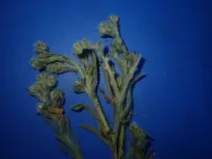 Sand Dune Cryptantha thumbnail 2