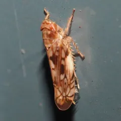 Scaphoideus carinatus thumbnail 3