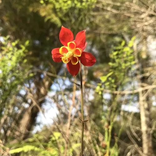 western columbine