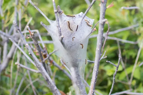 Southwestern Tent Caterpillar Moth