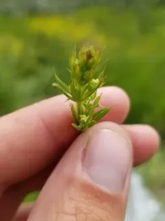 False Cleavers thumbnail 4