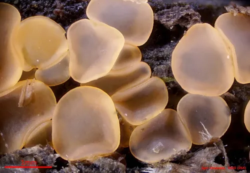 Orbilia dryadum