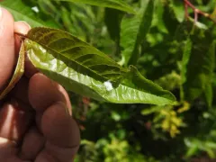 Psylla sanguinea thumbnail 2
