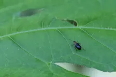 Eugnamptus angustatus thumbnail 4