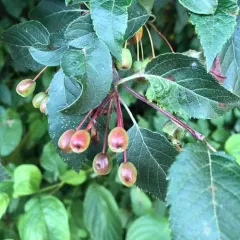 Pacific Crab Apple thumbnail 3