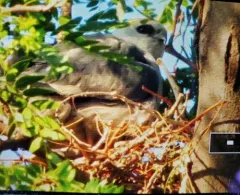 Mississippi Kite thumbnail 1