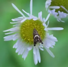 Yellow Nutsedge Moth thumbnail 2