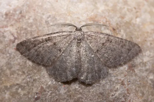 Ixala desperaria
