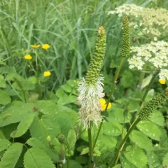 Sitka burnet thumbnail 2