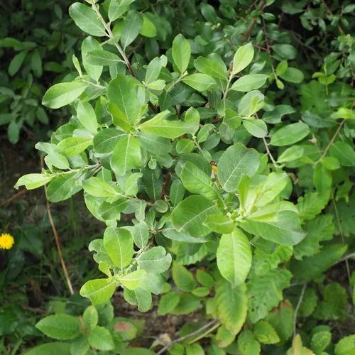 coastal willow