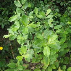 coastal willow thumbnail 1