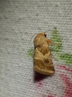 Lynx Flower Moth thumbnail 2