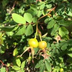 Baldhip Rose thumbnail 3