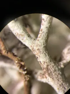 Cladonia ciliata thumbnail 4