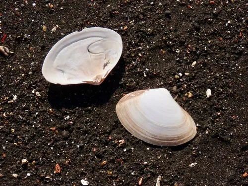 Hooked Surfclam
