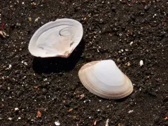 Hooked Surfclam thumbnail 1