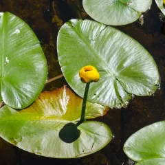 Variegated Yellow Pond-Lily thumbnail 3