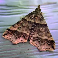 Dark-banded Owlet thumbnail 1