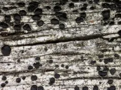 Ramboldia elabens thumbnail 2