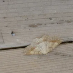 Ochre Euchlaena Moth thumbnail 2