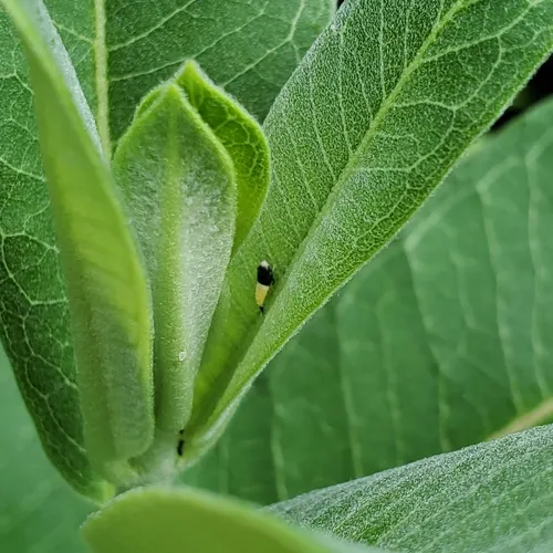 Scaphoideus incisus