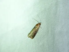 Inimical Borer Moth thumbnail 3