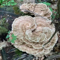 Black-staining Polypore thumbnail 3