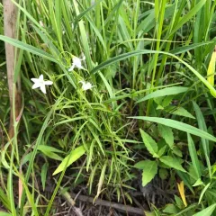 Marsh Bellflower thumbnail 3