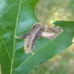 Chestnut Blotchminer Moth thumbnail 4